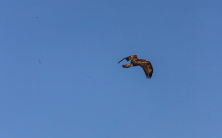 A powerful bird of prey, the golden eagle, is captured in mid-flight against a vast expanse of...