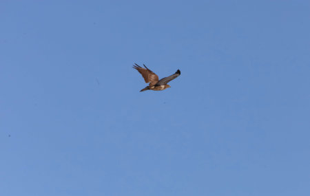 A brown hawk with outstretched wings glides effortlessly against a vast expanse of azure sky,...