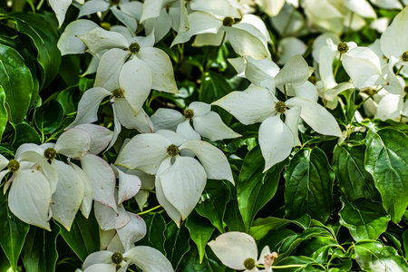 Close-up view of numerous white dogwood flowers with prominent green centers, surrounded by glossy dark green leaves, showing the beauty of nature in bloom during springtimeの写真素材