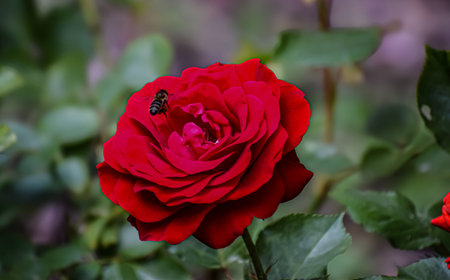 A detailed view of a blooming red rose featuring a small bee actively engaged in pollination amidst lush green foliageの写真素材