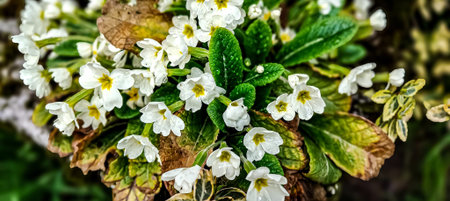 Close-up view of a cluster of small white primrose blossoms and green leaves glistening with water droplets after rainfallの写真素材