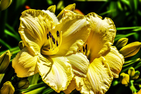 Beautiful yellow daylily flowers in the garden on a sunny summer dayの写真素材