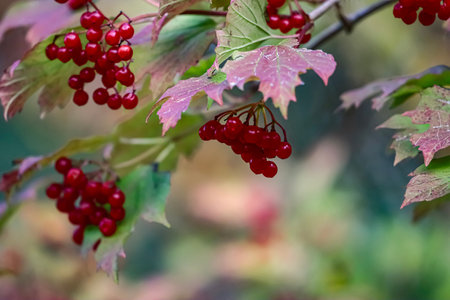 Close-up of bright red viburnum berries with autumn leaves and soft bokeh background highlighting their vivid natural beauty.の写真素材