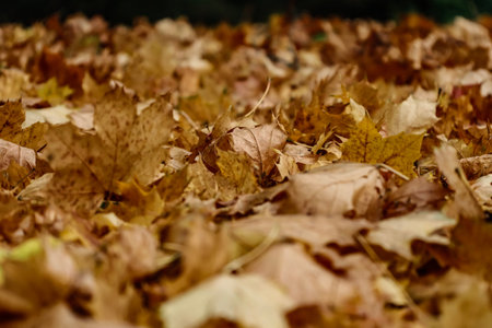 Detailed shot of fallen autumn leaves with warm tones and shallow depth of field, highlighting delicate veins and natural light.の写真素材