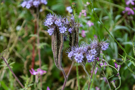 Close-up of blue and violet Phacelia tanacetifolia flowers in dense spike-like clusters with feathery green foliage.の写真素材