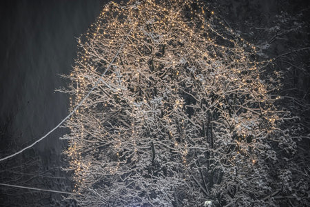 Snow-covered tree decorated with glowing fairy lights during snowfall on a winter evening.の写真素材
