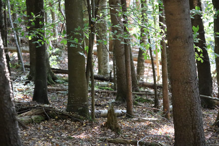 Forest with trees of varying thickness, fallen leaves and branches on ground, sunlight filtering...