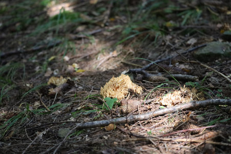 Yellow coral-like mushroom growing on forest floor among leaves and twigs. Natural macro shot in...