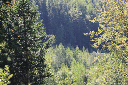 Dense mixed forest on mountain slope, coniferous and deciduous trees, light autumn leaves, distant...