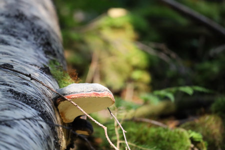 Polypore fungus growing on fallen birch trunk in natural environment. Macro photo with softly...