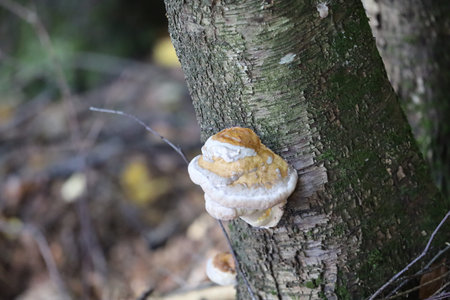 Polypore fungus attached to tree bark, captured in close-up with soft blurred woodland backdrop.