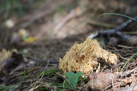 Warm yellow coral fungus growing among pine needles and leaves in humid forest. Natural macro nature scene.の写真素材