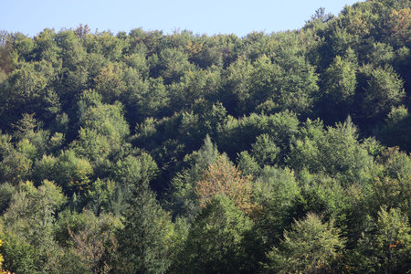 Sunny hillside densely covered with autumn trees of multicolored leaves, forming a warm natural...