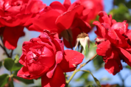 Close-up of a red rose bush with glossy leaves and a bee on one bloom. The flowers are full, lush, and richly colored.の写真素材