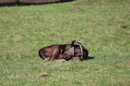 Brown calf with a white face rests on a grassy field. Peaceful scene with green and yellow tones, calm and serene.の写真素材