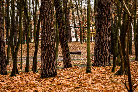 Leaf-covered path in autumn woodland with a solitary bench inviting rest amidst colorful trees.