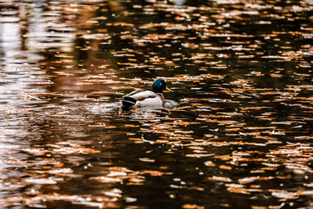 Male mallard duck swimming on water with golden light reflections creating a calm natural scene.