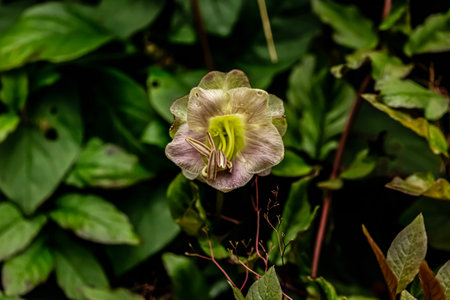 Close-up of creeping Hobea flower with pink petals and yellow-green center surrounded by bright green leaves.の写真素材