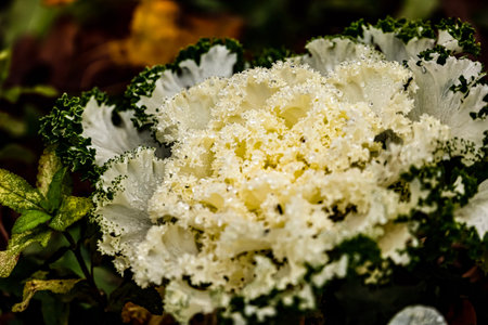Ornamental kale close-up with curly leaves and creamy center resembling a large decorative flower.の写真素材