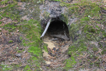 A forest burrow entrance on a mossy slope. Sandy soil with moss, dry needles, and a broken branch...