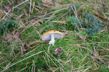 Pine mushroom with pale cap and white stem growing among green moss, pine cones, and branches....