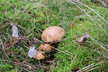 Group of light brown mushrooms among wet moss and pine needles. Soft light highlights the natural...