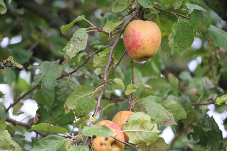 Apple tree branch with apples, yellow-orange with red blush among leaves.