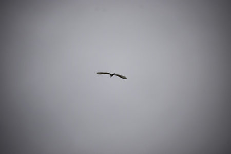 A heron with an S-shaped neck flies against a cloudy gray sky, forming a striking silhouette.