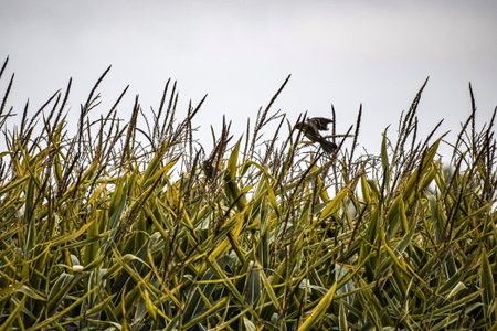 A dark forest songbird flies over a cornfield with yellow-green leaves during autumn under a bright cloudy sky.の写真素材