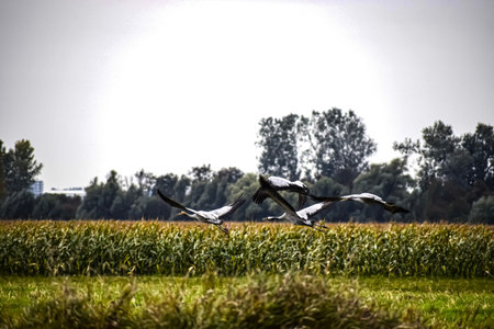 Four gray cranes fly low over a field of tall green plants and corn, with a forest and bright cloudy...