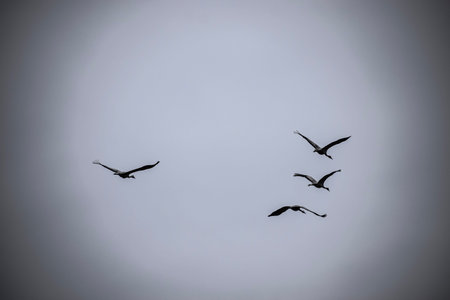 Four graceful birds soar through a gray cloudy sky, symbolizing freedom and the calm beauty of...