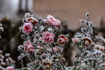 Pink and red roses covered with frost crystals create a delicate winter look against a soft blurred...