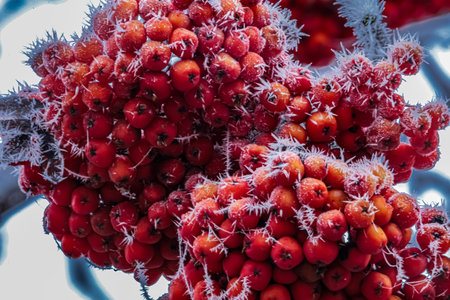 Bright red rowan berries covered with thin frost on branches, soft light blurred background.