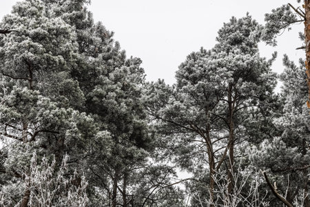 Frosted pine tops standing against a gray winter sky, highlighting the silence and chill of the...