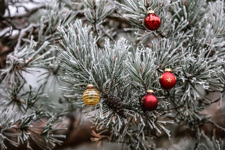 A frosted pine branch with red and gold ornaments creating a bright and festive winter Christmas...