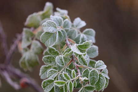 Close-up of rosehip branch with frost-covered leaves against a blurred background.の写真素材