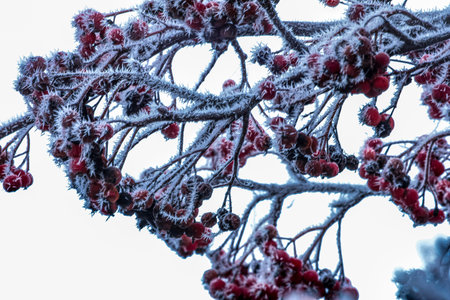 Branch with red berries covered in thick white frost and ice crystals, creating a cold winter...