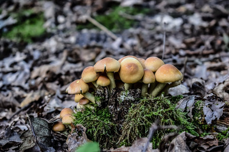 Cluster of light brown and yellowish mushrooms grows on mossy stump among fallen leaves and wood in...