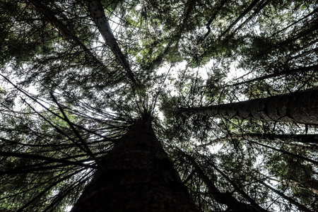 Ground-up view of conifer tops, spruce crowns covering sky, light piercing through branches,...