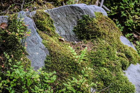 Gray rock in forest, covered with green moss, low plants and small shrubs grow between stones,...
