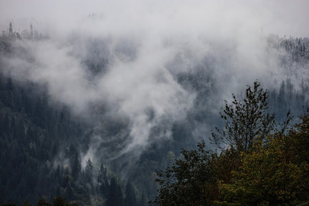 Mountains in dense mist, conifer forest with snow-dusted treetops. Green and yellow leaves, fog adds...
