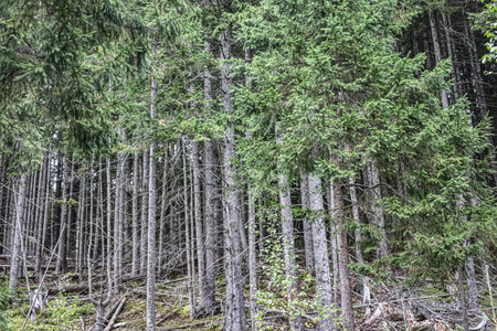 Dense spruce forest with fallen branches, soft light filtering through trees, creating a mystical...