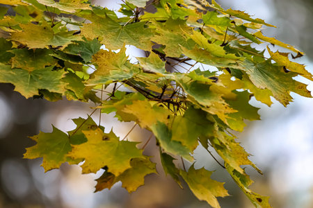Maple brMaple branches with foliage ranging from green to bright yellow, capturing the warm...