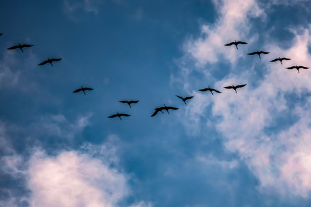 Several birds soar through the sky, their dark silhouettes contrasting with soft grey-violet clouds.