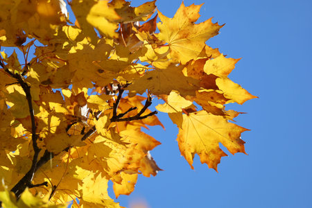 Autumn maple branches with golden leaves illuminated by sunlight under a bright sky.