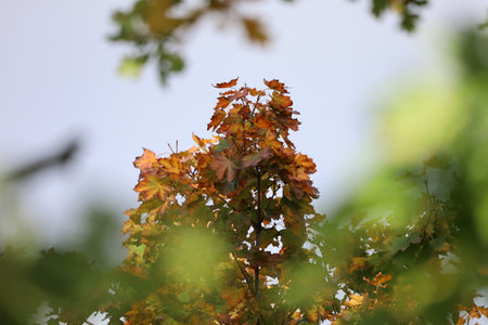 Maple tree top with bright yellow, orange, and reddish-brown leaves. Light enhances vibrant colors...