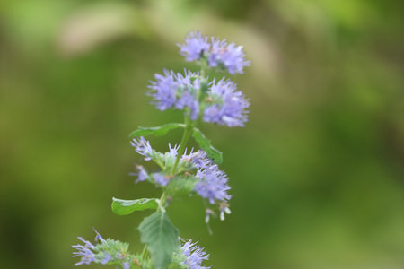 Caryopteris branch with amethyst-blue fluffy flowers on green leaves. Blurred background creates...