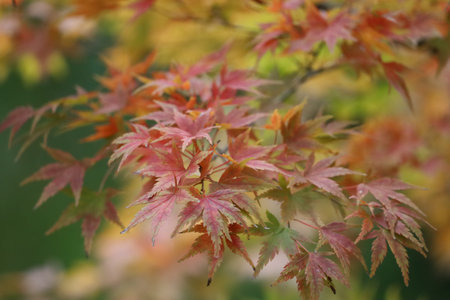 Closeup of Japanese Maple branch with autumn leaves. Blurred background highlights warm yellow and...