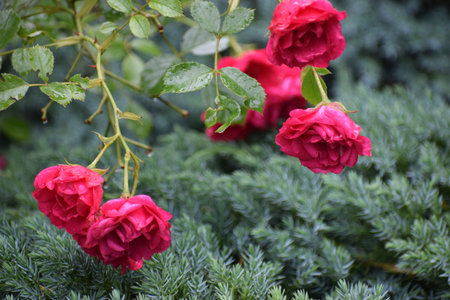 Close-up photo of fresh red roses in full bloom, symbolizing love, passion, and romance. A popular...