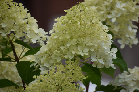 Hortensia volotesta with large decorative flowers. The plant shows lush green leaves and beautiful...